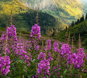 GARDENS OF GLACIER