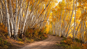 THE AUTUMN ROAD